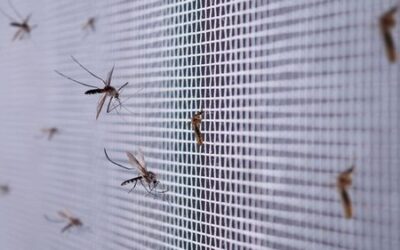 Zanzariere su misura: la soluzione migliore per proteggere la tua casa dagli insetti